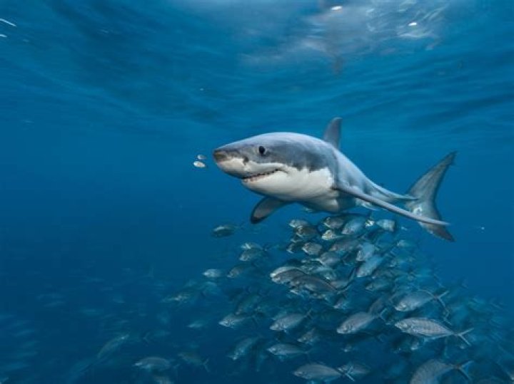 sharks!