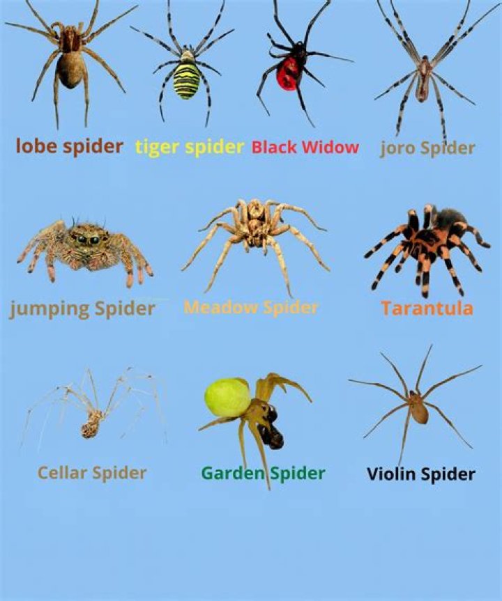 TAKE THAT SPIDERS!