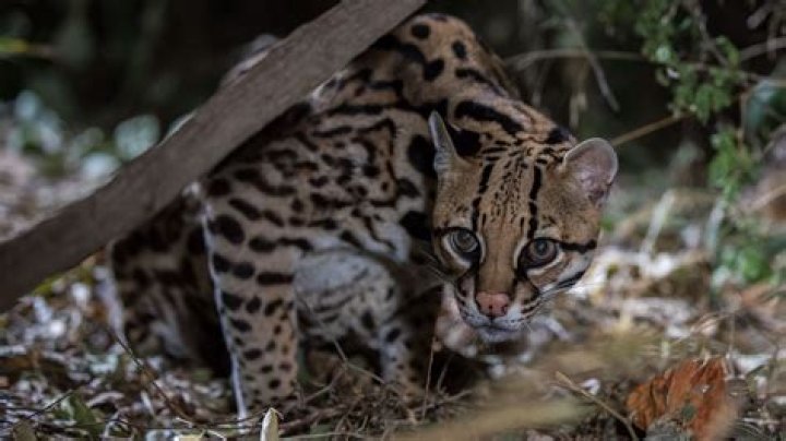 the ocelot is not taming [duplicate]