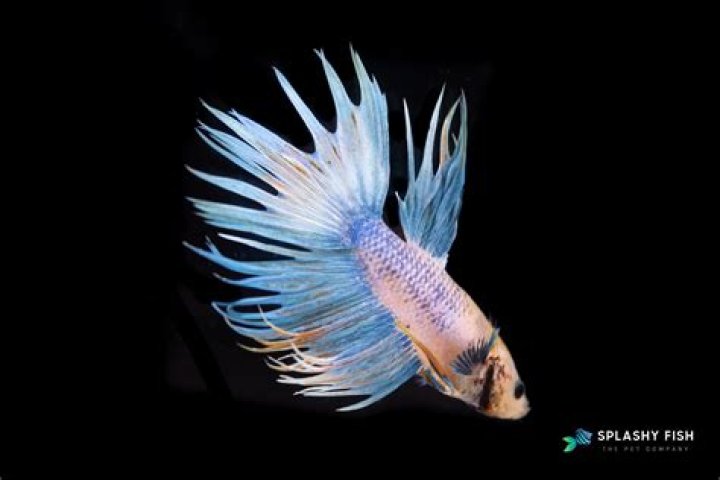 This fish thing