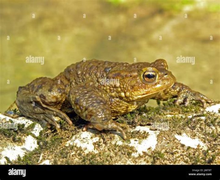 Toad