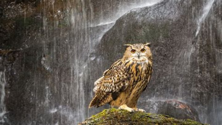 waterfall owl