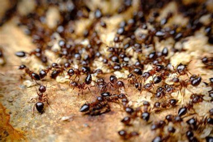 What are you supposed to do with the Giant Ant in the Gutter?