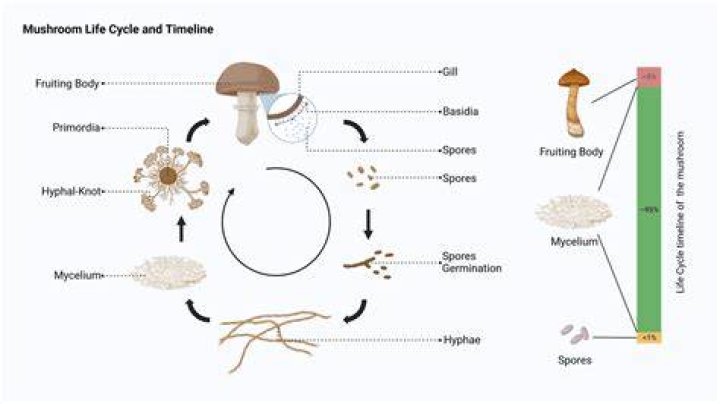 What can I do with Mushroom/Glittering Spores?