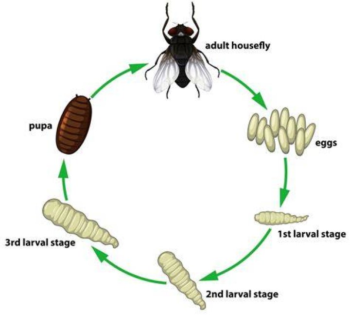 What determines how much damage a blue fly does?