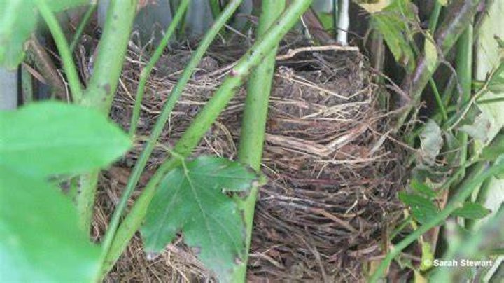 What is this bird nest for and why does it glow?