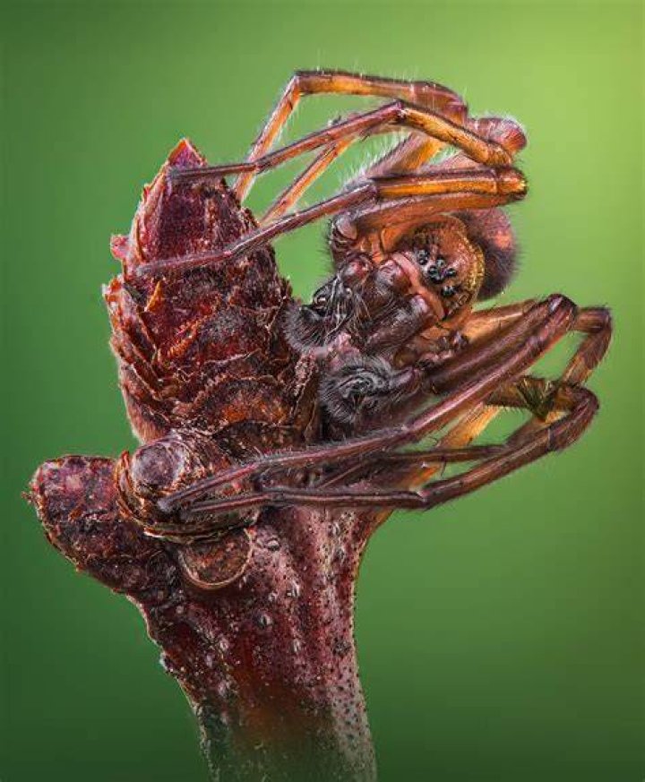 When do Spider's prices reset?