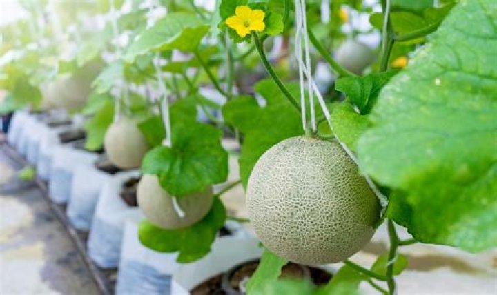 Who can grow Woven Melons?