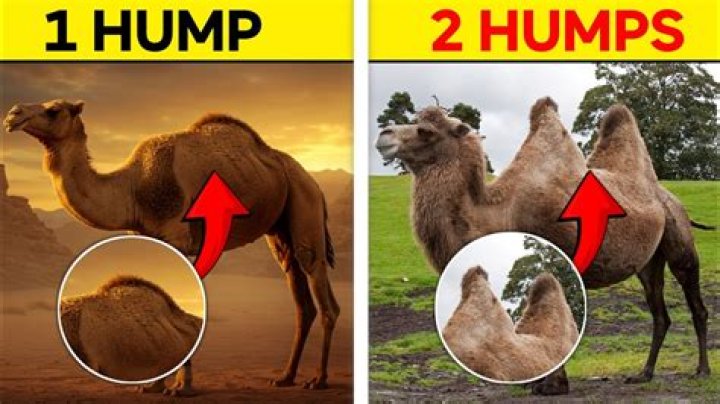 Why do I have two camels?