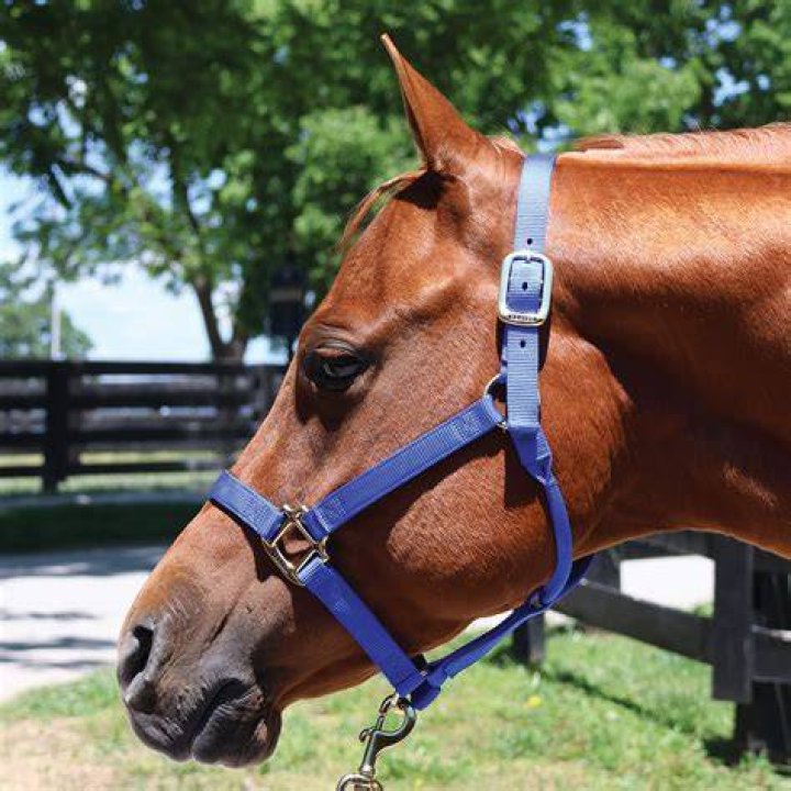 Why I can't go anywhere on my horse?