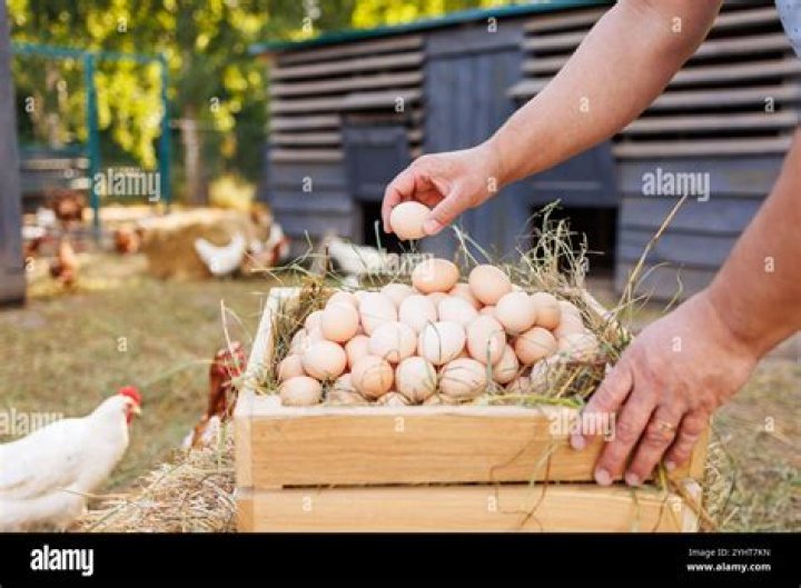 Why isn't my sorting system picking up eggs?